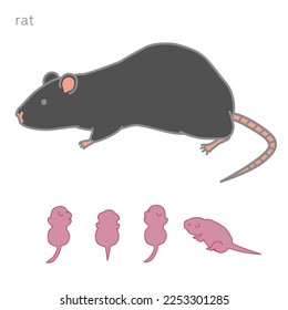 Lactating black rats Individual Version