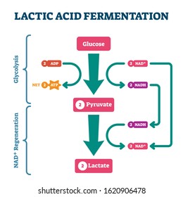 Lactic acid fermentation process scheme, labeled vector illustration diagram. Biological stages with glucose, pyruvate and lactate regeneration system. Bio science explained.