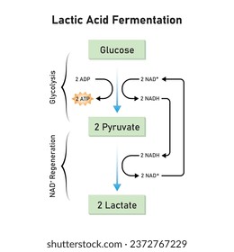 Lactic Acid Fermentation Scientific Design. Vector Illustration.