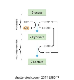 Lactic Acid Fermentation Scientific Design. Vector Illustration.