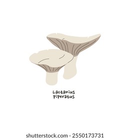 Lactifluus piperatus Symbol. Blancaccio mit Namen. Essbarer Herbstpilz mit Kiemen. Herbstpilz, roher Boletus, reifer Bolete zum Essen. Flache, einzelne Vektorgrafik auf weißem Hintergrund