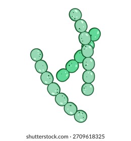 Lactobacilli-Zellen, die charakteristische Ketten bilden, die nützliche probiotische Bakterien und ihre lebenswichtige Rolle bei der Erhaltung eines gesunden menschlichen Mikrobioms und des Gleichgewichts im Verdauungssystem darstellen