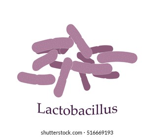 Lactobacillus Casei Vector Illustration. Good Bacteria Microorganism Isolated On White Background. Probiotics Vector Concept.