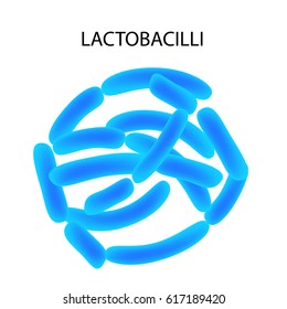 Lactobacillus. Infographics. Vector illustration on isolated background