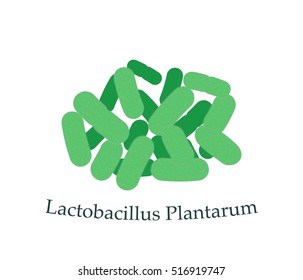 Lactobacillus Plantarum Vector Illustration. Good Bacteria Microorganism Isolated On White Background. Probiotics Vector Concept. Probiotic Family Bacteria.