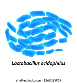 lactobacillus. Probiotic. Lactobacillus acidophilus. Infographics. Vector illustration on isolated background.