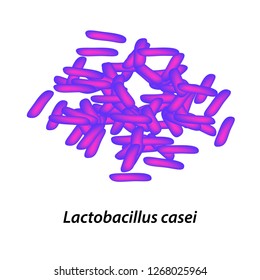 lactobacillus. Probiotic. Lactobacillus casei. Infographics. Vector illustration on isolated background.