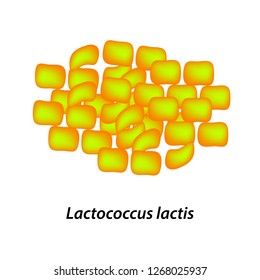 lactobacillus. Probiotic. Lactococcus lactis. Infographics. Vector illustration on isolated background.