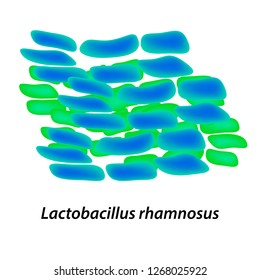 lactobacillus. Probiotic. Lactobacillus rhamnosus. Infographics. Vector illustration on isolated background.