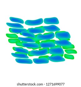 lactobacillus. Probiotic. Lactobacillus rhamnosus. Infographics. Vector illustration on isolated background.