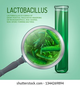 Lactobacillus probiotics. Normal gram-positive anaerobic flora. Editable vector illustration with lactobacillus in green colors isolated on light  background. Medical, healthcare, scientific concept