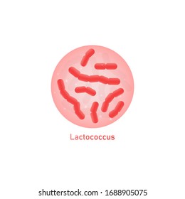 Lactococcus a kind of good milk bacteria or probiotics germs macro view under microscope, vector illustration isolated on white background. Lactic acid culture.