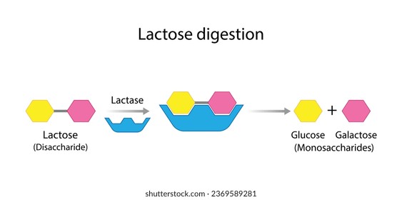 Lactose digestion. Carbohydrates Digestion. Lactase Enzymes catalyze Disaccharide Lactose Molecule to glucose and galactose. Glucose Sugar Formation. Scientific Diagram. Vector Illustration. svg