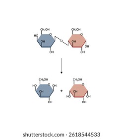 Lactose digestion. Carbohydrates digestion. Lactase enzymes catalyze disaccharide lactose molecule to glucose and galactose. Glucose sugar formation. Scientific Diagram. Vector Illustration.