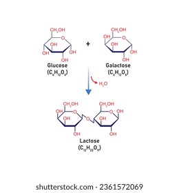 Lactose Formation Concept Design. Vector Illustration.