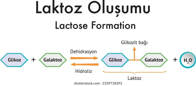 Lactose Formation, Glucose, Galactose, Fructose, Dehydration, Hydrolysis, Glycoside Bond, Sucrose, Chemistry, Chemistry Lesson, Molecule, Atom, Element, Laktoz Oluşumu, Tuz Oluşumu, Kimya Formülleri