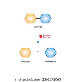 Lactose Molecule Digestion by Lactase Enzyme Concept Design. Vector Illustration.