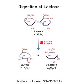 Lactose Molecule Digestion by Lactase Enzyme Concept Design. Vector Illustration.