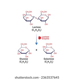 Lactose Molecule Digestion by Lactase Enzyme Concept Design. Vector Illustration.