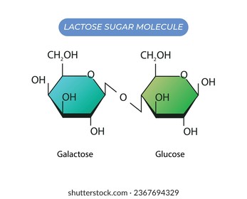 Lactose Sugar Molecule. Glucose And Galactose