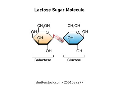 Lactose Sugar Molecule Science Design. Vector Illustration.