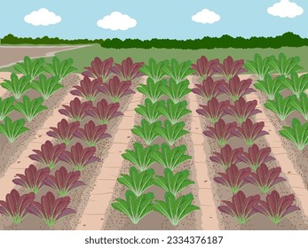 Lactuca sativa on a white background.