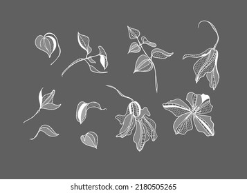 lacy clematis flowers, vector illustration. set.