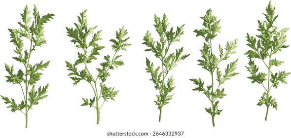 Lad's love, southernwood tree, Artemisia abrotanum herb, botanical shrub vector illustration, foliage element, garden bush, medicinal plant, isolated design,
