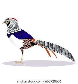 Lady Amherst pheasant bird