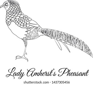 Lady Amherst pheasant bird coloring