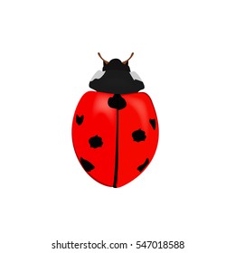 lady bug