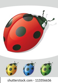 Lady Bug Detailed Colors