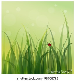 Lady bug and Fresh spring green grass background. Vector illustration.