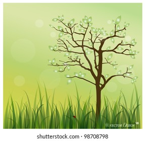 Lady bug and Fresh spring green grass background. Vector illustration.