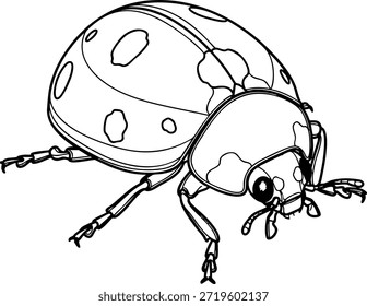 lady bug Ilustração de arte de linha detalhada de alta qualidade de animais com desenho de contorno realista adequado para livro de coloração, estilo de gravação e impressão vetorial.