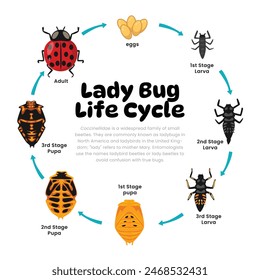 Lady Bug Life Cycle Diagram for Science Education development process scheme illustration, Different insect stages from stages - eggs, larva, pupa, adult lady bug, reproduction explanation.