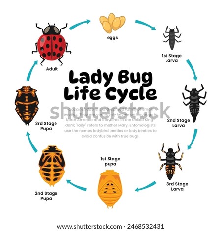 Lady Bug Life Cycle Diagram for Science Education development process scheme illustration, Different insect stages from stages - eggs, larva, pupa, adult lady bug, reproduction explanation.