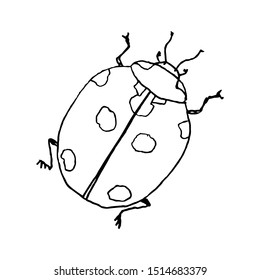 Lady bug. Line art doodle sketch. Black outline on white background. Picture can be used in greeting cards, posters, flyers, banners, logo, botanical design etc. Vector illustration. EPS10