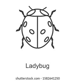 lady bug vector icon.Line vector icon isolated on white background lady bug .