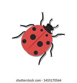 Lady bug vector. wallpaper. free space for text. copy space. blank.