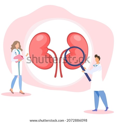 A lady doctor holding document board, a doctor holding magnifying glass zoom at a kidney, kidney check up concept 
