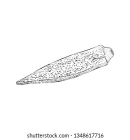 Lady finger illustration vector, vegetable sketch 