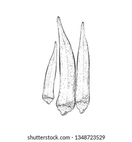 Lady finger illustration vector, vegetable sketch 