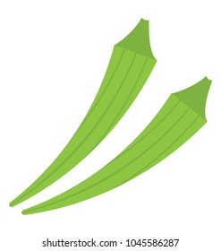 Lady finger vegetable valued for its edible green pods