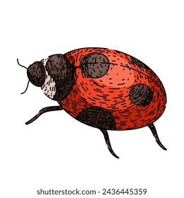 dama mariquita dibujado a mano. ladybird amor, escarabajo del pájaro, set personaje dama mariquita vector sketch. ilustración de color aislado