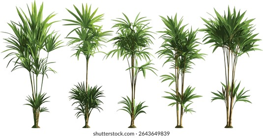 Lady palm Rhapis excelsa isolated frontal medium small tree vector illustration, tropical houseplant, botanical design, interior garden, lush green leaves, exotic plants.