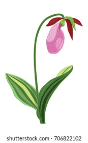 Lady Slipper