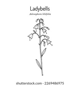 Ladybells or Lilyleaf (Adenophora liliifolia), ornamental plant. Hand drawn botanical vector illustration