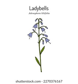 Ladybells or Lilyleaf (Adenophora liliifolia), ornamental plant. Hand drawn botanical vector illustration