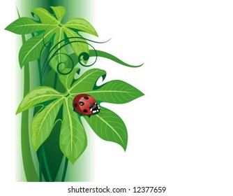Ladybird